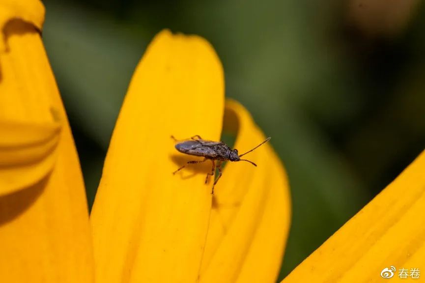 lens镜头_镜头lens是什么意思_镜头lensbaby