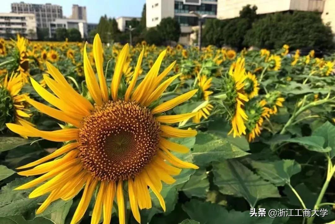 湖南工商大学中外合作_湖南工商大学中外合作办学费_湖南工商大学中外合作招生简章