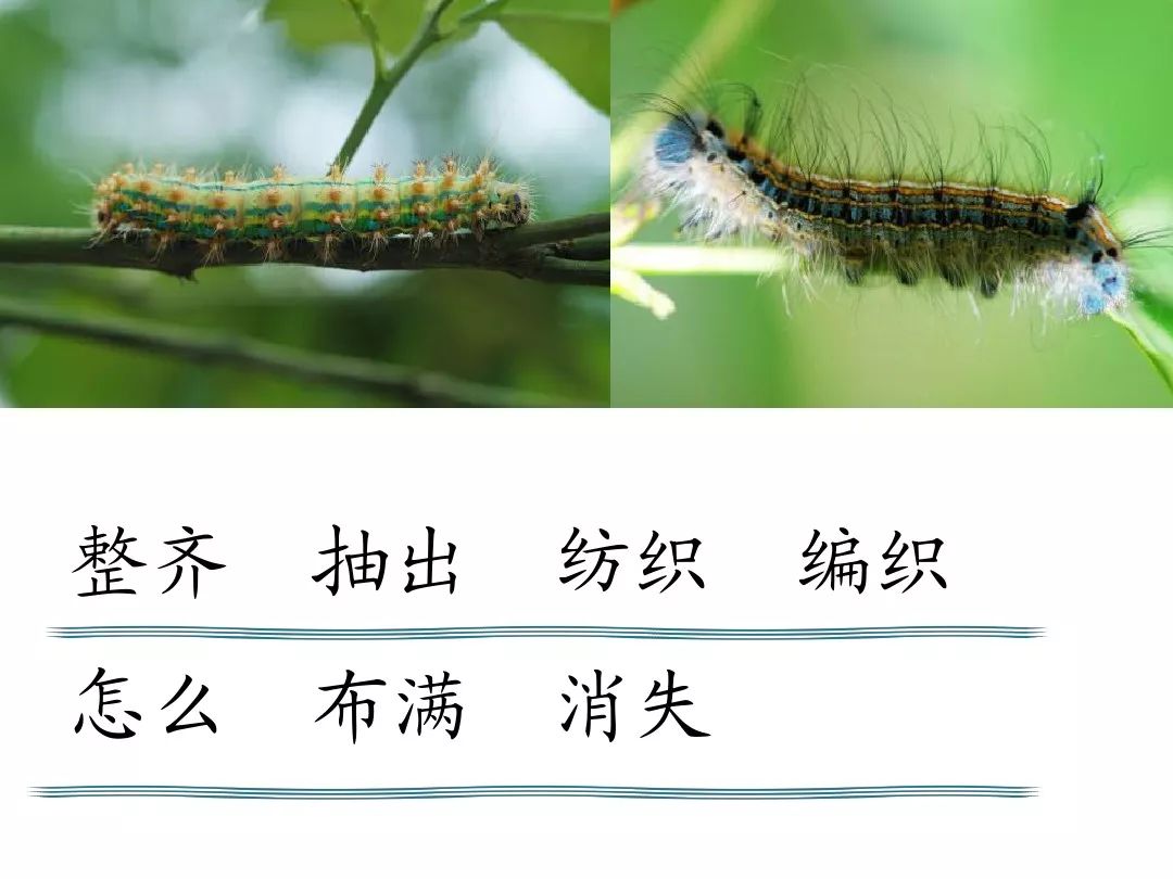 叶笔顺_比的笔顺怎么写的笔顺_笔顺叶的笔顺