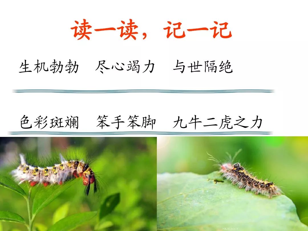 笔顺叶的笔顺_叶笔顺_比的笔顺怎么写的笔顺