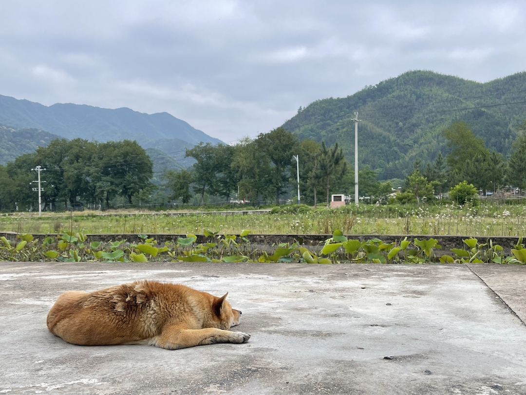 素笔顺_素笔顺和拼音_素笔顺正确写法