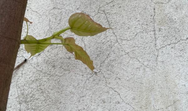 素笔顺_素笔顺正确写法_素笔顺和拼音