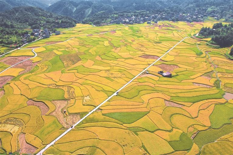 秋收时节，天柱县高酿大坝美如画。 吴大光 摄