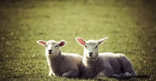 为什么属羊的人命不好（属羊的命不好是真的吗，真相是什么）