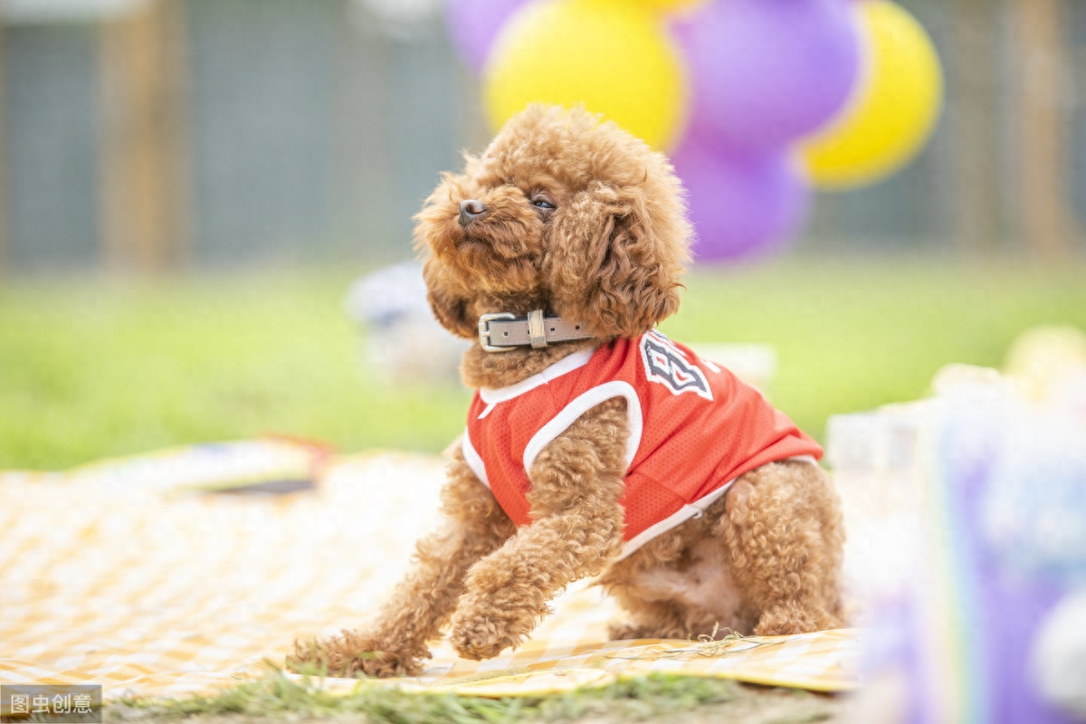 犬贵宾造型_犬贵宾灰色_贵宾犬