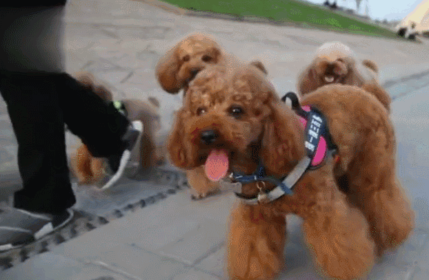 犬贵宾脸照片_犬贵宾灰色_贵宾犬