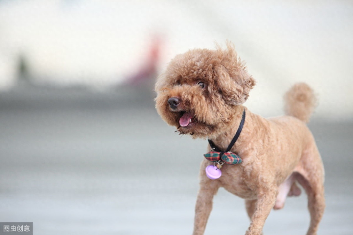 贵宾犬_犬贵宾造型_犬贵宾灰色