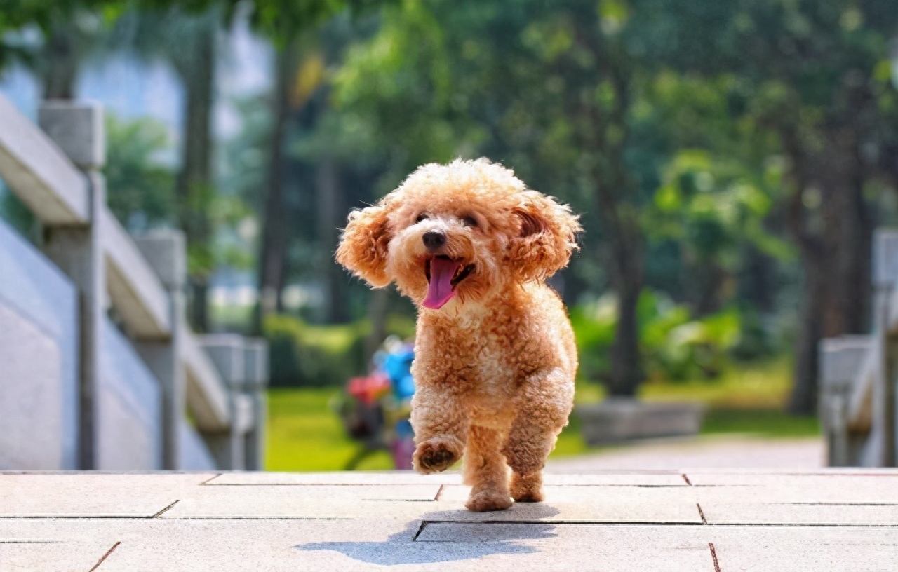 犬贵宾灰色_犬贵宾脸照片_贵宾犬