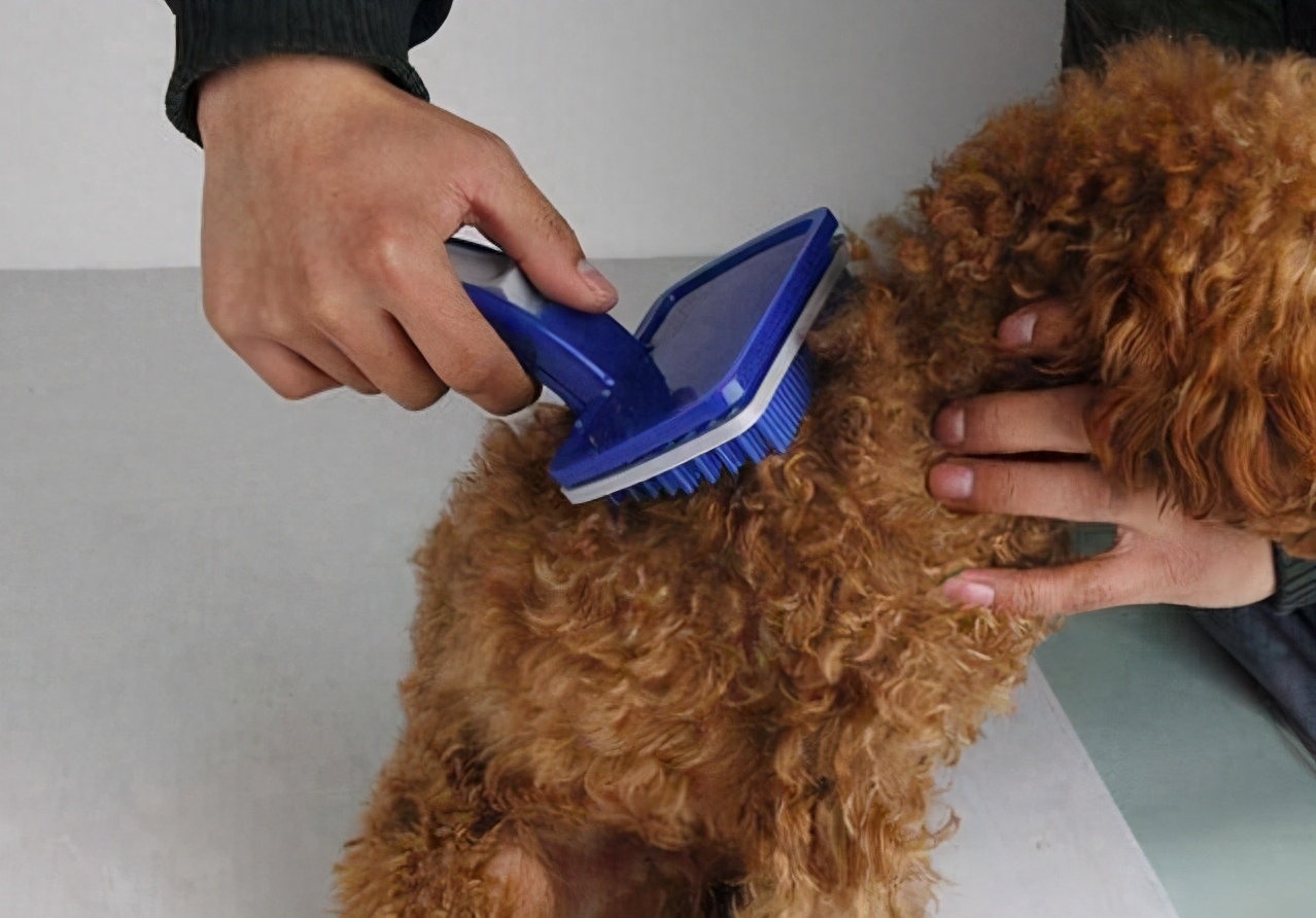 犬贵宾脸照片_贵宾犬_犬贵宾灰色