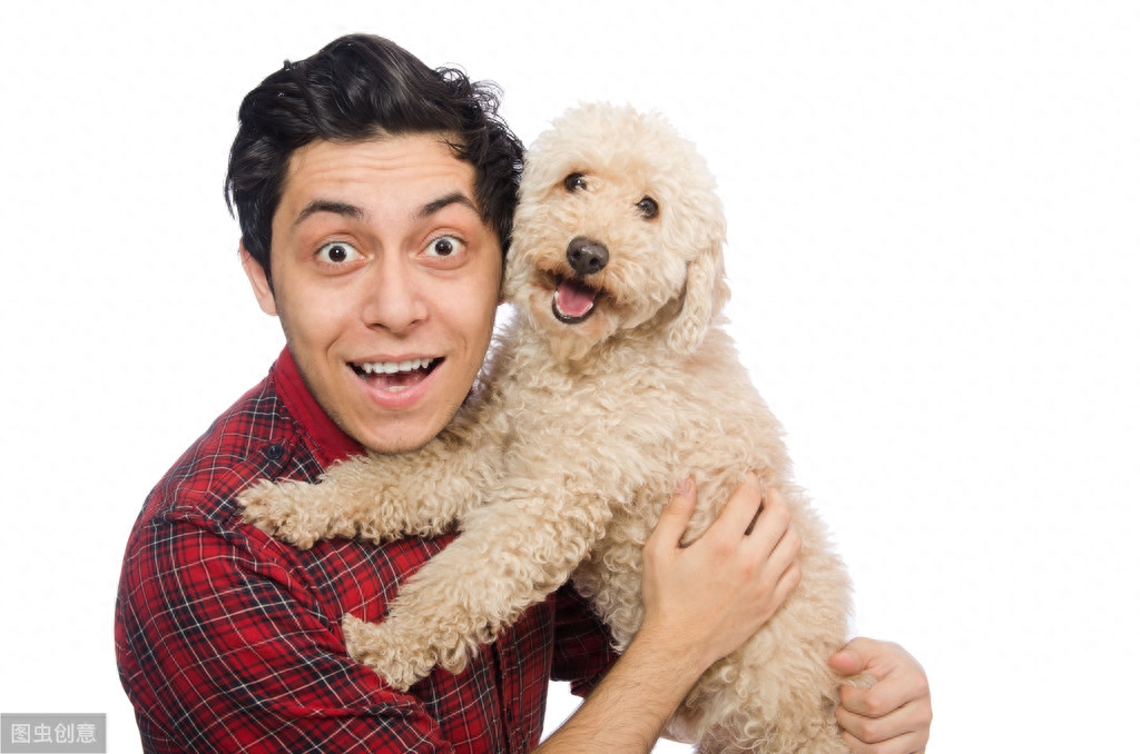 贵宾犬_犬贵宾灰色_犬贵宾造型