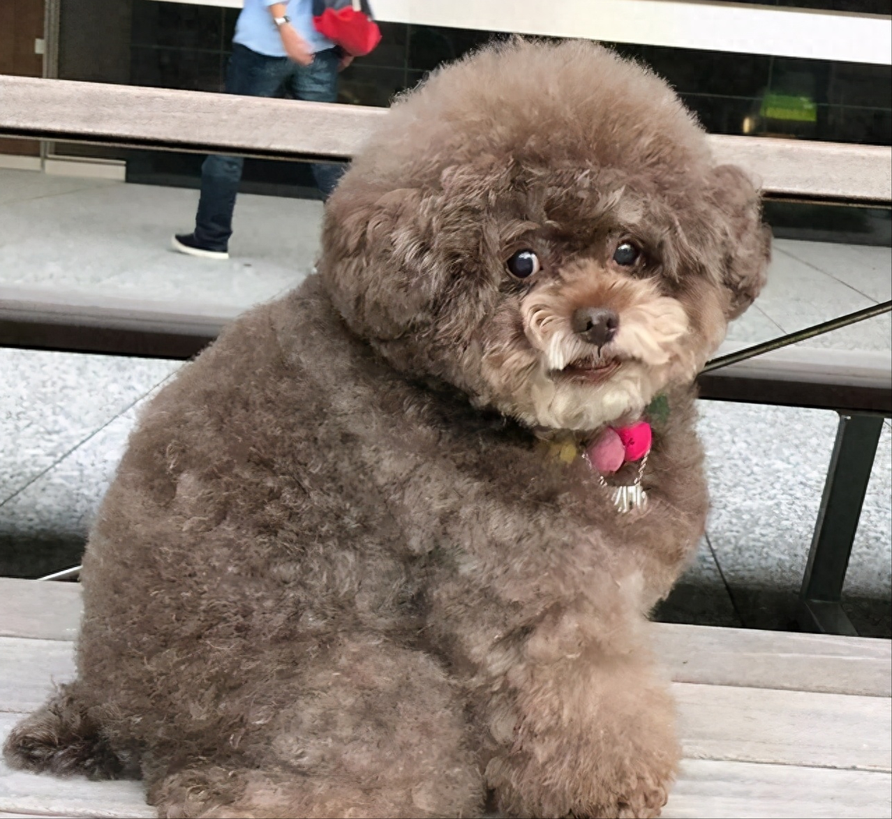 犬贵宾脸照片_贵宾犬_犬贵宾灰色