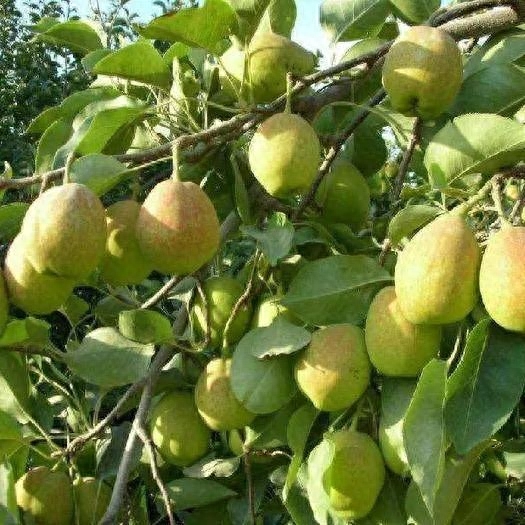 梨水怎么熬可以治咳嗽化痰_梨换个偏旁变成什么字_梨