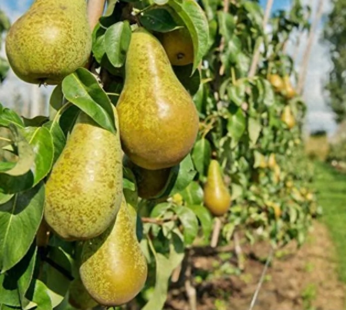 梨_梨水怎么熬可以治咳嗽化痰_梨换个偏旁变成什么字