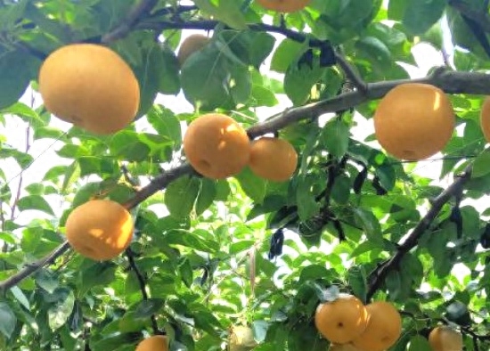 梨水怎么熬可以治咳嗽化痰_梨_梨换个偏旁变成什么字