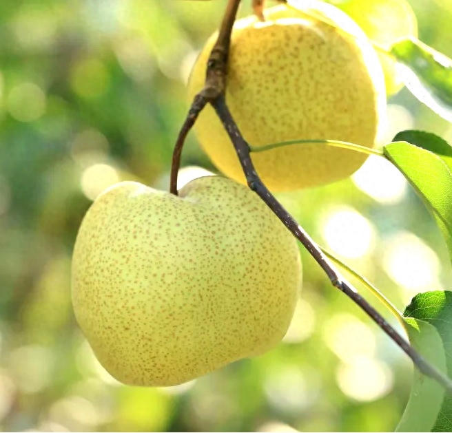 梨_梨水怎么熬可以治咳嗽化痰_梨换个偏旁变成什么字