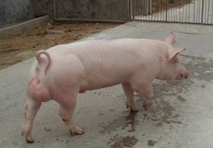 用猪腿怎样做腊肉