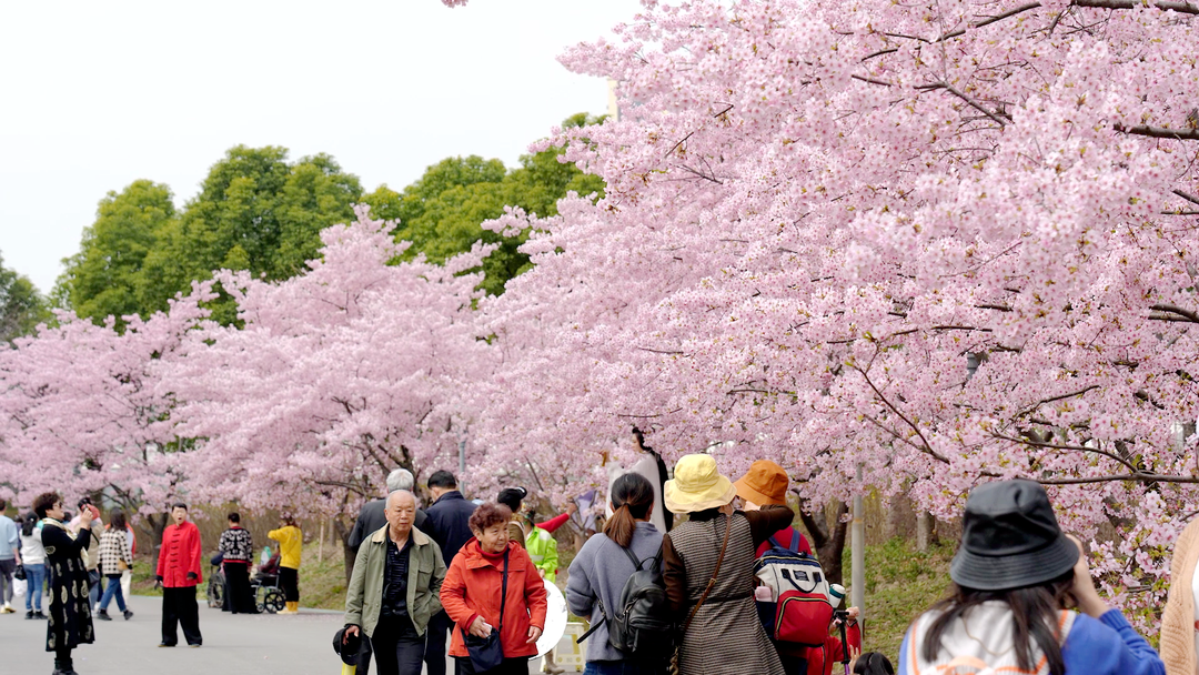 顾村公园_顾村公园地段怎么样_顾村公园