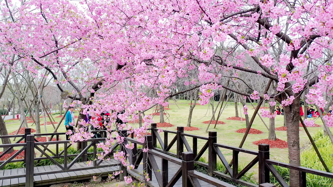 顾村公园_顾村公园地段怎么样_顾村公园