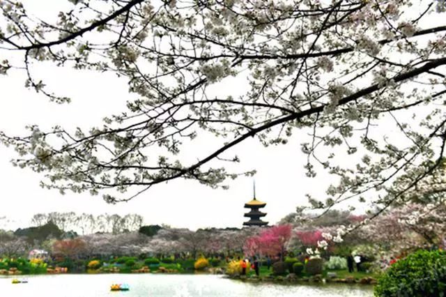 东湖樱花园几点开门_东湖樱花园_东湖樱花园2021年