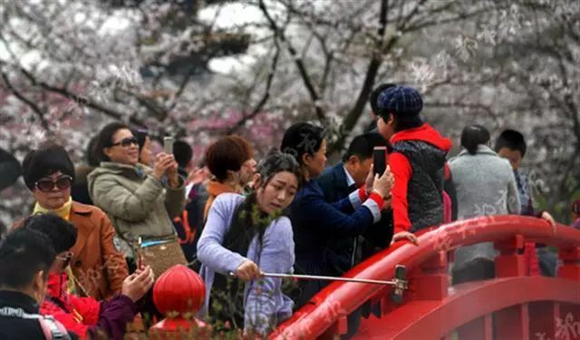 东湖樱花园_东湖樱花园2021年_东湖樱花园几点开门