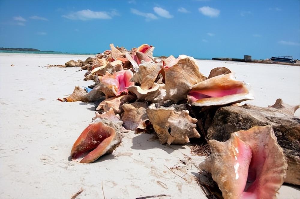 加勒比海_加勒比海哼特最新船只绝版船只_加勒比海百科