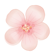 樱花武汉什么时候开花_武汉樱花_樱花武汉哪里有