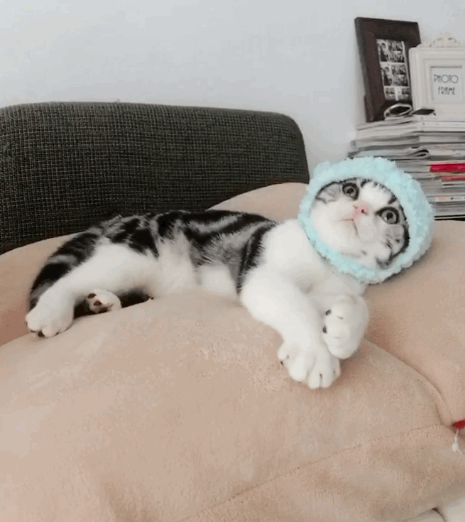 正宗美短猫图片_美短猫_猫的品种美短