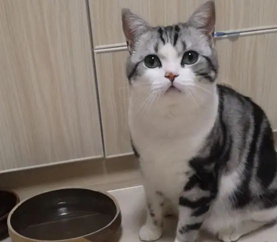 正宗美短猫图片_猫的品种美短_美短猫