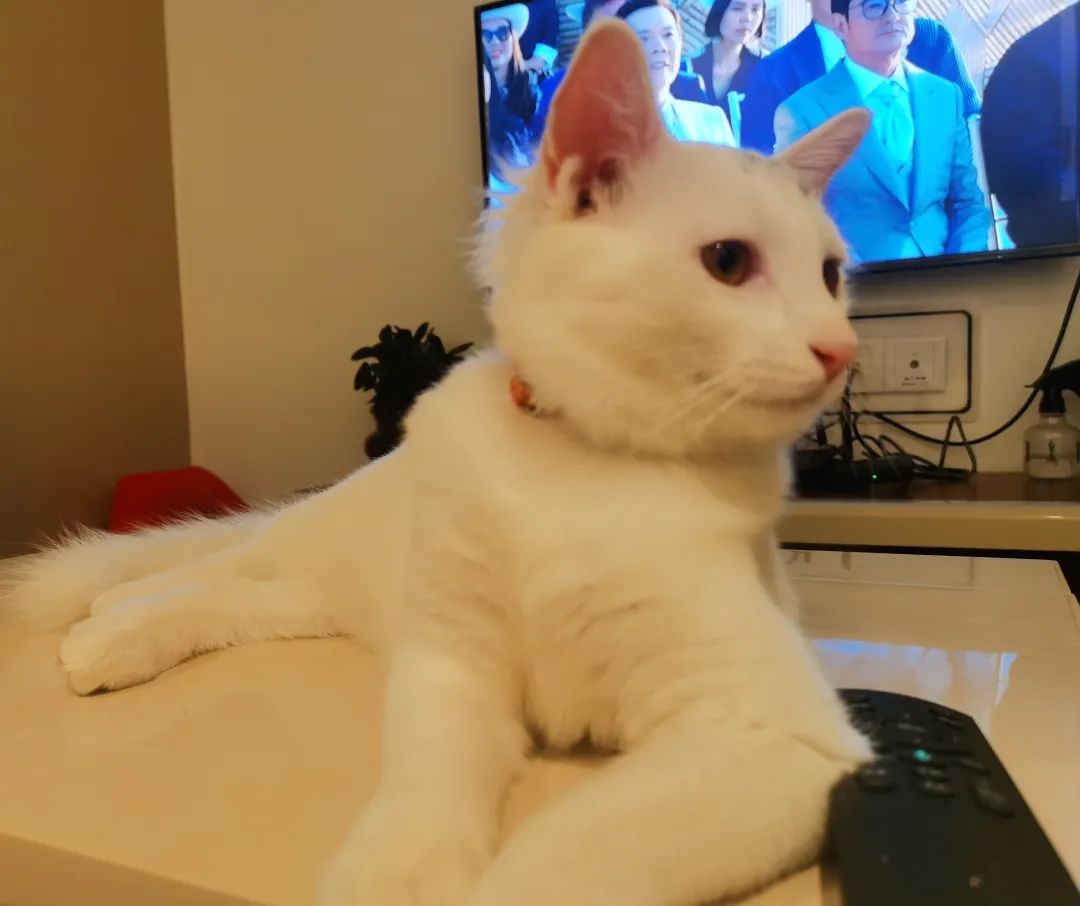 美短猫_正宗美短猫图片_猫咪美短多少钱一只