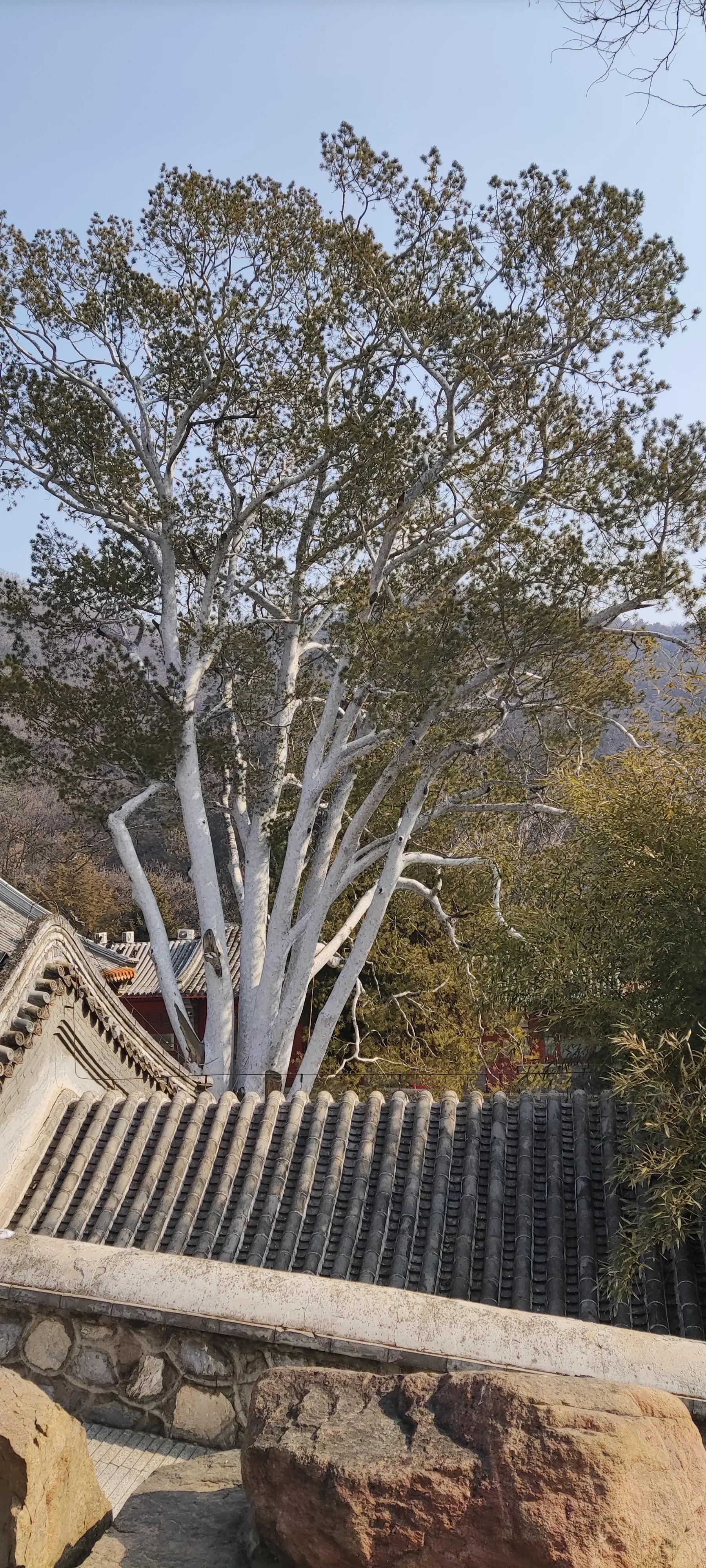 潭柘寺求什么最灵验_潭柘寺怎么读_潭柘寺