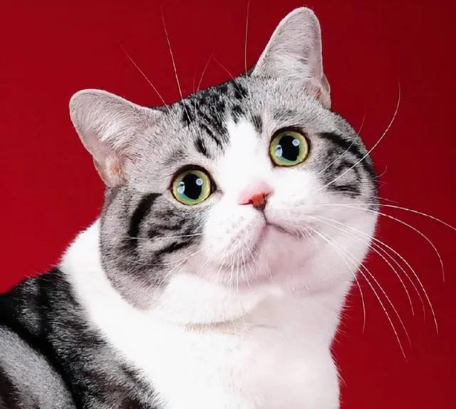 美短猫_猫的品种美短_正宗美短猫图片