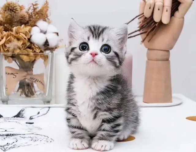 猫的品种美短_正宗美短猫图片_美短猫