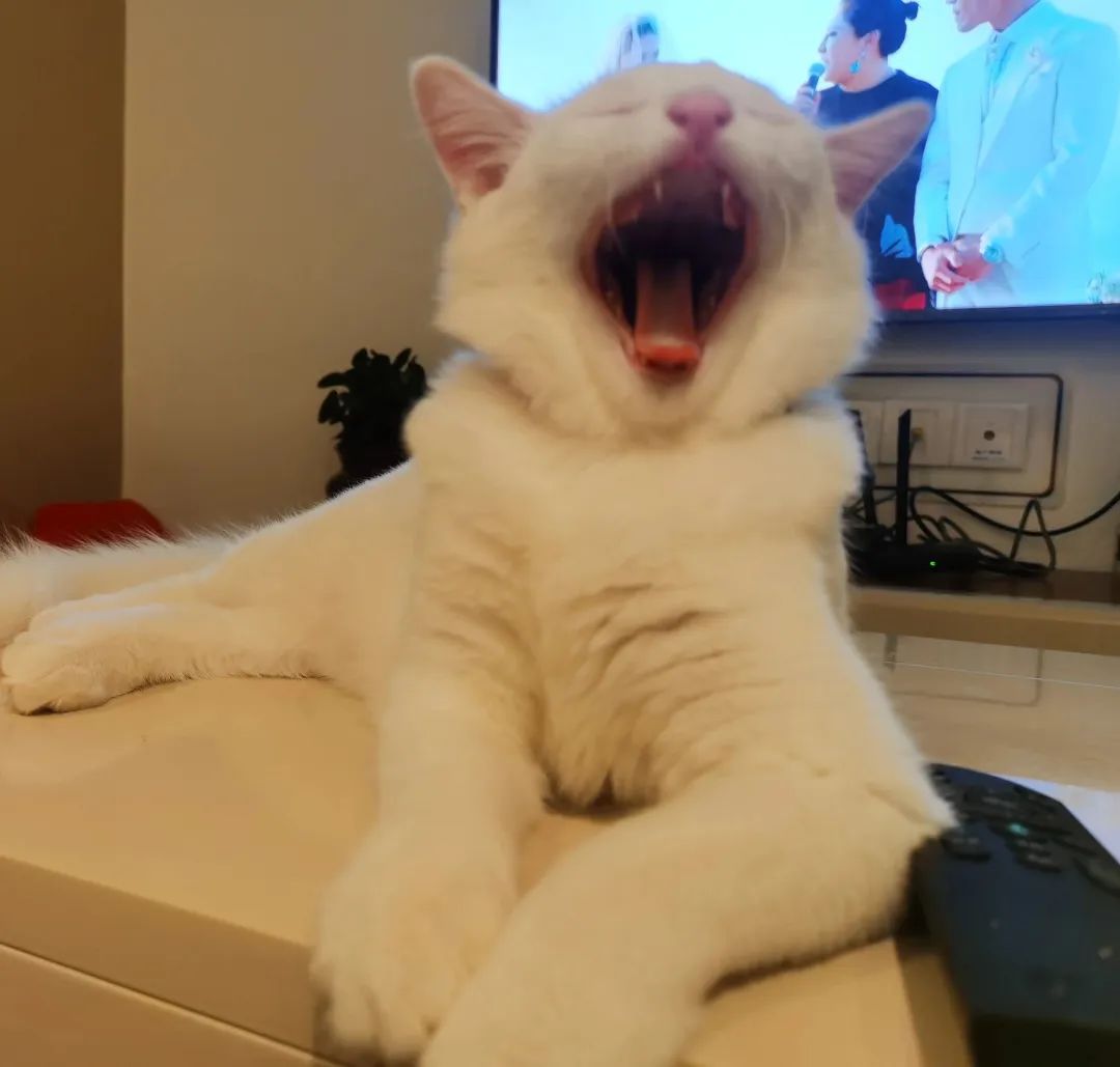 美短猫_猫咪美短多少钱一只_正宗美短猫图片