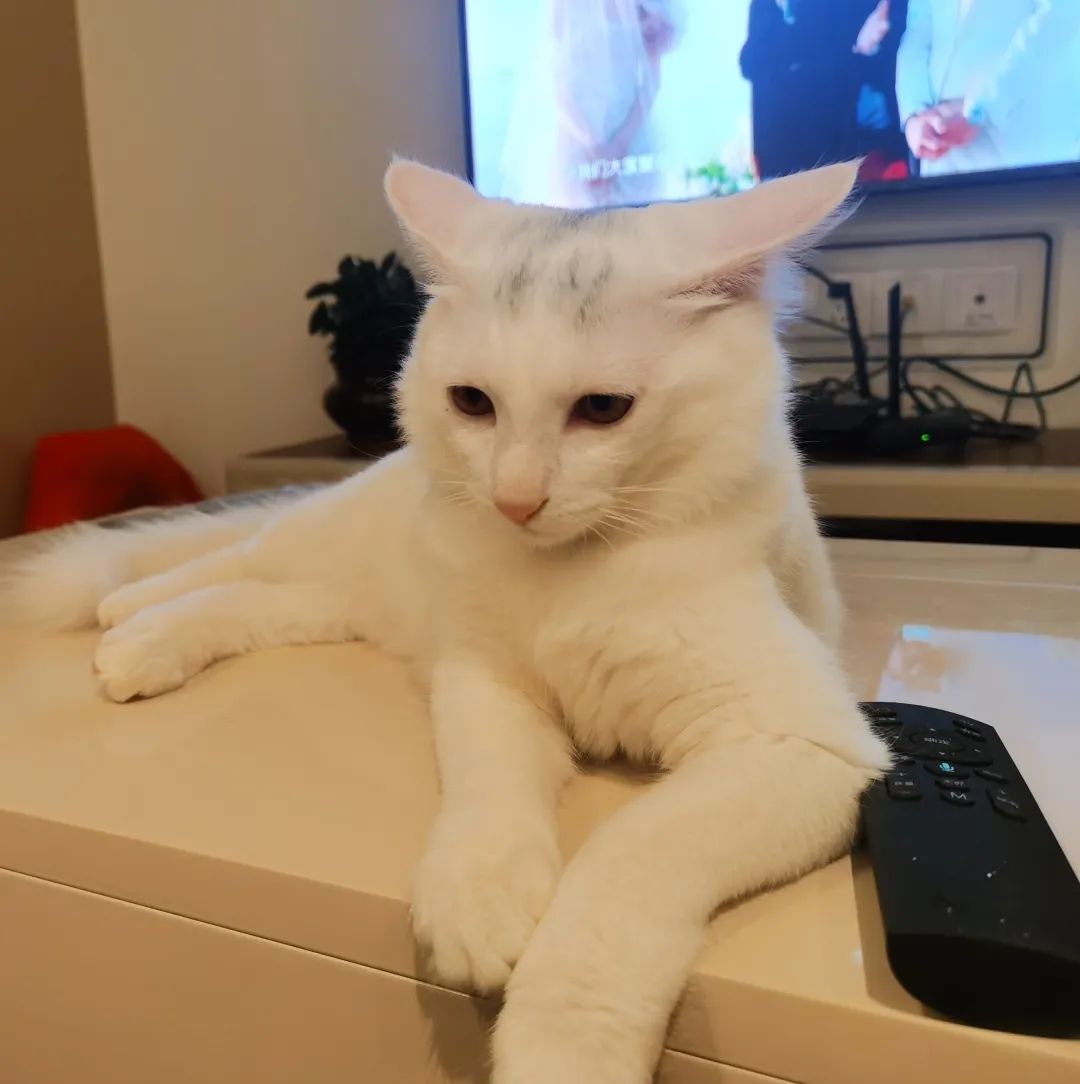 正宗美短猫图片_猫咪美短多少钱一只_美短猫