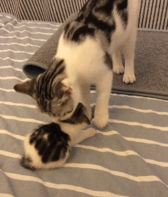 正宗美短猫图片_美短猫_猫的品种美短