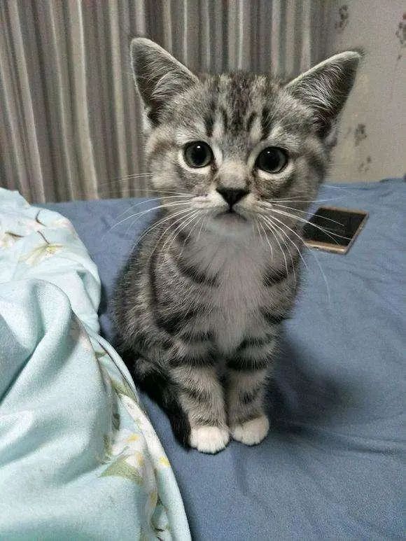 正宗美短猫图片_美短猫_猫的品种美短