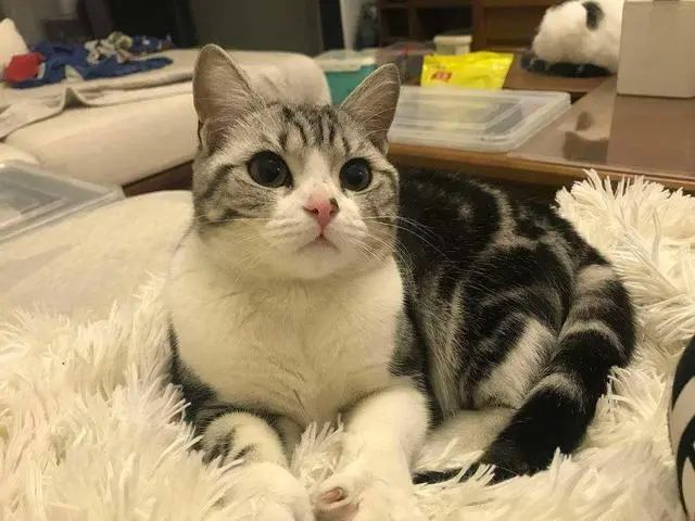 正宗美短猫图片_美短猫_猫的品种美短