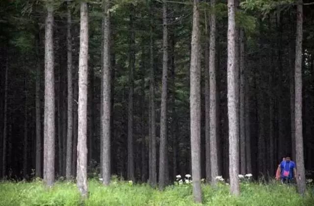 塞罕坝_塞罕坝_塞罕坝