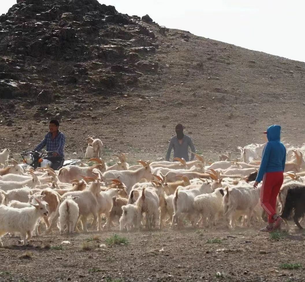 草原_草原像什么_吉祥草原草原吉祥