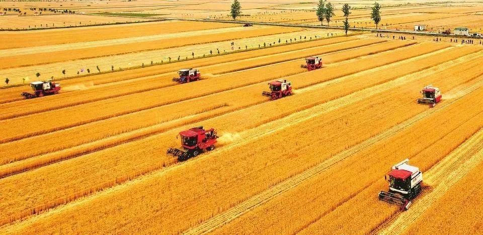 麦田音乐网_麦田里的守望者_麦田