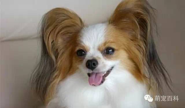 蝴蝶犬_蝴蝶犬的缺点和优点_蝴蝶犬多少钱一只