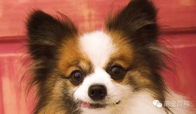 蝴蝶犬_蝴蝶犬多少钱一只_蝴蝶犬的缺点和优点