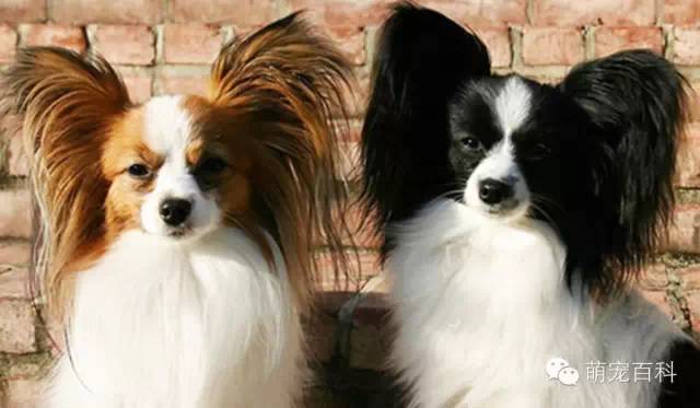 蝴蝶犬_蝴蝶犬多少钱一只_蝴蝶犬的缺点和优点