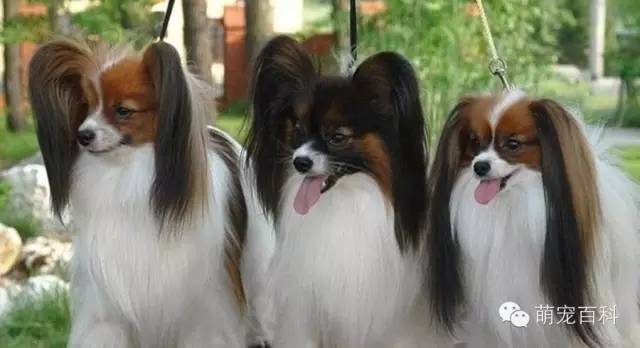 蝴蝶犬_蝴蝶犬的缺点和优点_蝴蝶犬多少钱一只