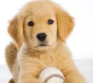 蝴蝶犬_蝴蝶犬的缺点和优点_蝴蝶犬多少钱一只