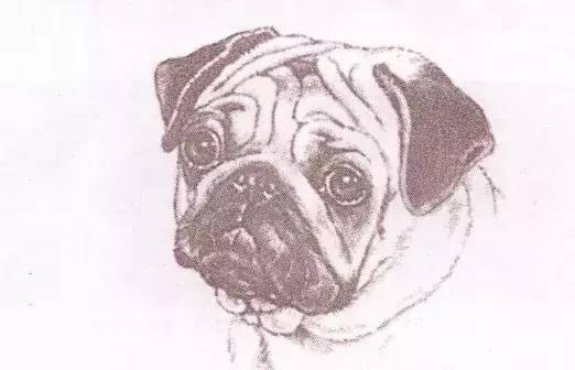 莱州巴哥沙皮头犬_纯种巴哥犬价格_巴哥犬