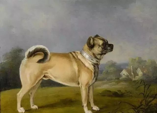 巴哥犬_纯种巴哥犬价格_莱州巴哥沙皮头犬