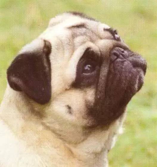 莱州巴哥沙皮头犬_巴哥犬_纯种巴哥犬价格