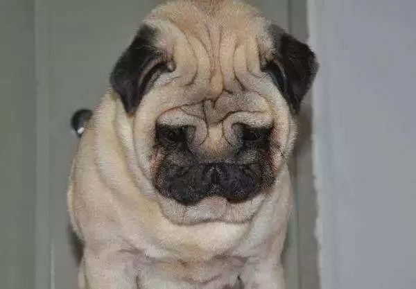 纯种巴哥犬价格_巴哥犬_莱州巴哥沙皮头犬