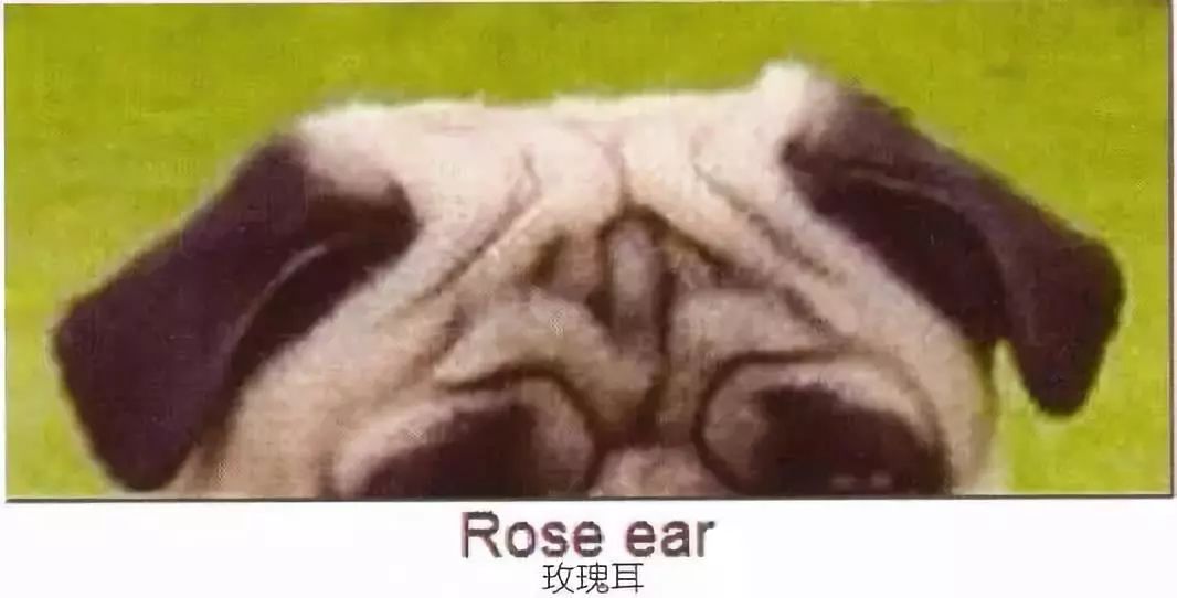 莱州巴哥沙皮头犬_巴哥犬_纯种巴哥犬价格